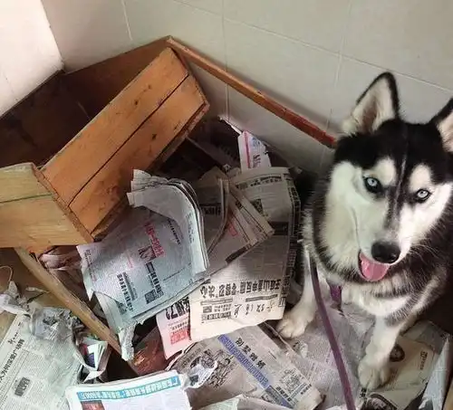  哈士奇为什么当不了警犬只因为这一点就被淘汰了