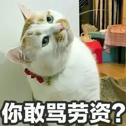  来不及告别,这只8岁的表情包回喵星了