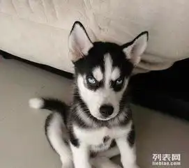  赠送求好心人领养家里de纯种微笑天使狗狗