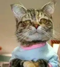 人脸小猫表情包