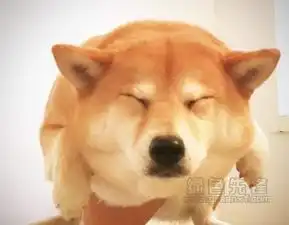  柴犬maruko游泳gif微信表情柴犬maruko游泳搞笑表情最新版软件下载