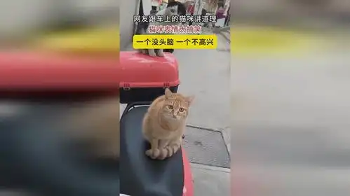  网友跟车上的猫咪讲道理,猫咪表情太搞笑一个没头脑一个不高兴