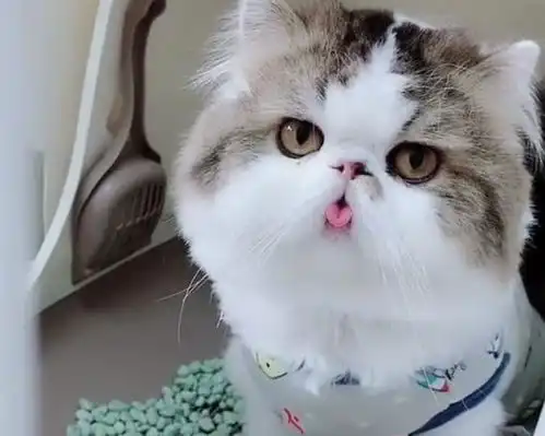 加菲猫表情包小视频打电