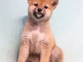  图超萌表情包柴犬丨纯正品相好丨三个月包退换宁波宠物狗宁波列表网