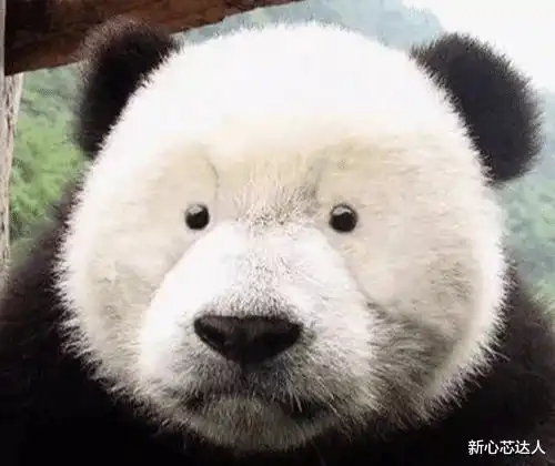  眼霜能去掉熊猫的黑眼圈吗网友熊猫变北极熊,待遇底薪全减了