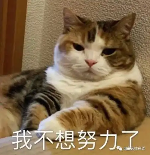 担心表情包猫咪海明威