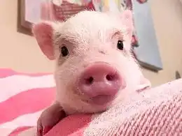 中奖表情包大全小猪