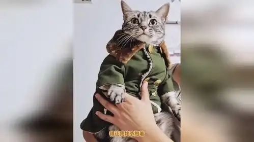 担心表情包猫咪大衣