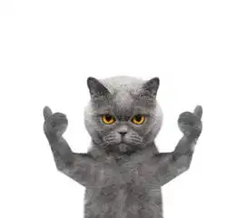  搞笑猫咪竖起了大拇指表情包,老哥稳