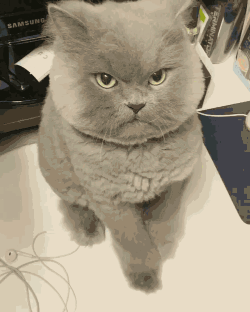  猫咪挨打的时候,为啥不敢反抗这些原因让人落泪不少