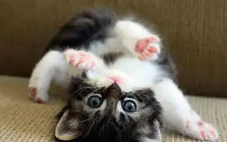  可爱的猫咪宝宝萌的让人无法自愈,一天充满好心..