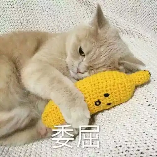  猫咪发情了,在家里老是哼哼唧唧的,怎么办