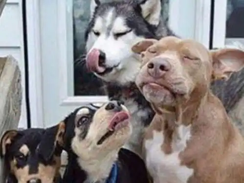  哈士奇和比特干架,二哈突然耍流氓,下一秒千万忍住别笑