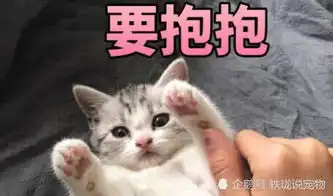  猫咪救助前vs救助后,第3只恶魔变天使,看到第4只我哭了