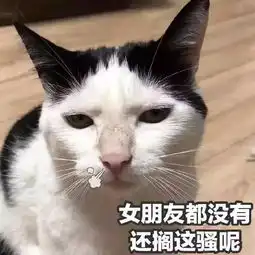  猫咪表情包二十多岁要礼物,你也配