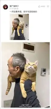  囧图爸妈一开始不让养猫系列40图