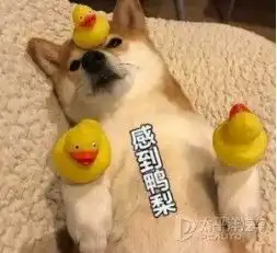 修仙功法表情包狗狗