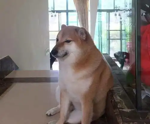  刷屏几亿人表情包的柴犬cheems,是如何火爆网络的