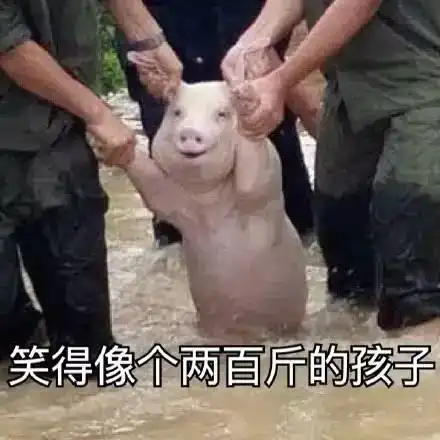  2017最新网红表情包出炉哈哈哈,够我笑一年