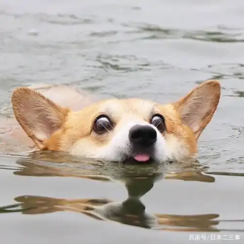  日本网友分享萌宠柯基的日常,每一张晒图都堪称行走的表情包