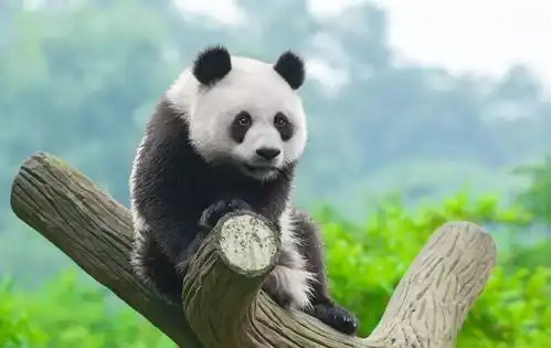 龙泉峪熊猫之窗奥特莱斯公园12个大项目落户城市绿心 龙泉峪熊猫之窗奥特莱斯公园12个大项目落户城市绿心