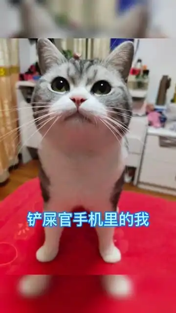  铲屎官手机里的猫表情猥琐气质沙雕