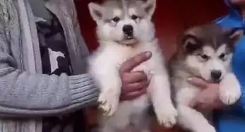 狗托表情包爸爸