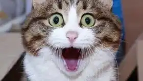  搞笑的动物集合,这只猫的表情,会让你的脸上挂上灿烂的笑容