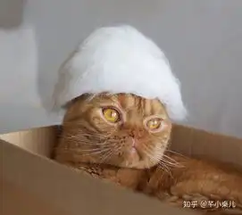  养猫要注意什么喵喵喵