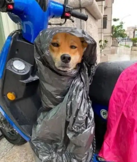 狗托表情包雨衣