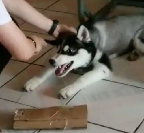  哈士奇犯错被抓反而还凶主人,结果主人拿出了这个,二哈立马认怂