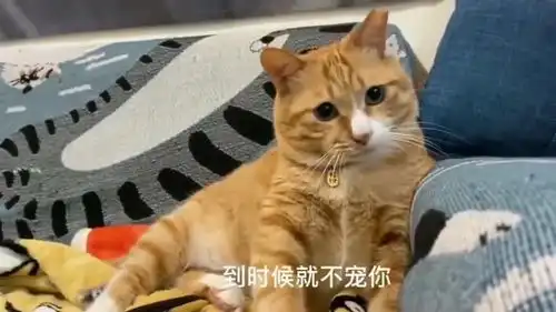  橘猫这招没用,你看我表情,我有信过你吗