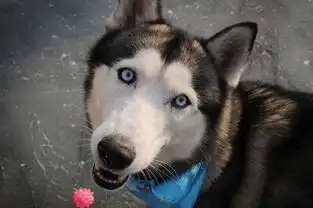 哈士奇表情包动图香蕉和