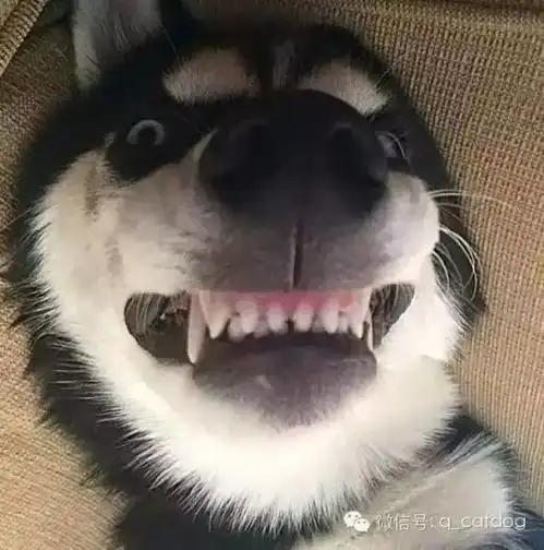  主人收到哈士奇的微信,瞬间笑尿了