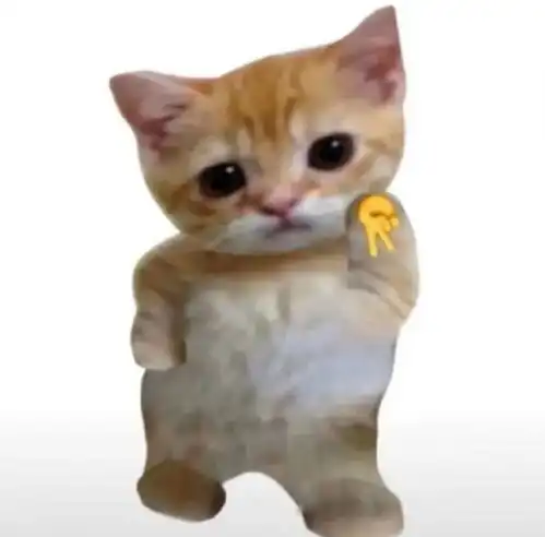 一些奇奇怪怪的猫猫表情包集合6