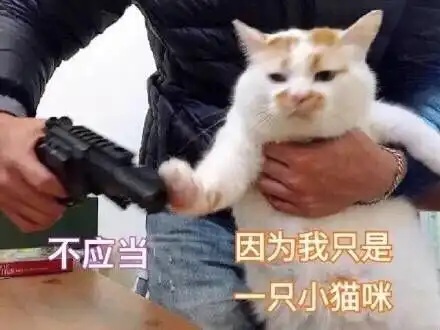早上好表情包可爱猫咪