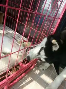 哈士奇表情包动图草稿