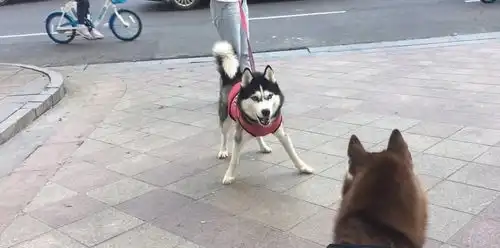 哈士奇表情包动图阿拉斯