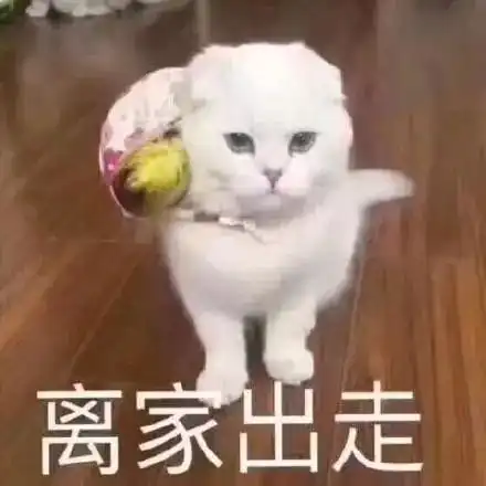  斗图日常biggagaiswatchingyou