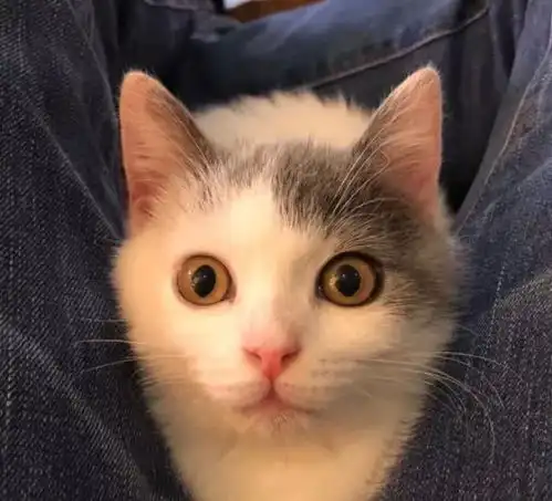  表情好奇的小奶猫好奇的生活你在干嘛呢这是啥表情