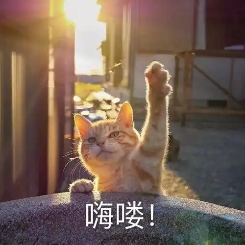  一些好看的猫猫表情包