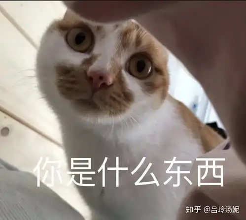 有没有沙雕橘猫的头像或表情包 有没有沙雕橘猫的头像或表情包
