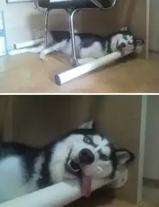  超萌狗狗图片