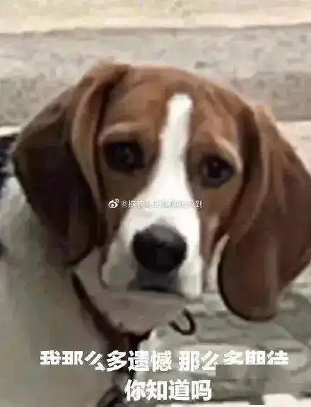  哈哈哈哈哈狗子的铁饭碗被车压扁了,那个表情委屈得要命