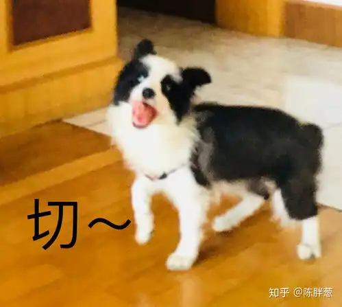  如果只能在猫和狗之间二选一,你选谁