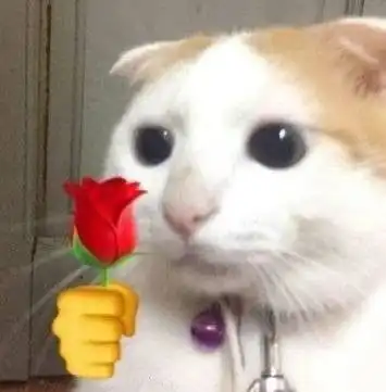 猫咪冲刺表情包略略
