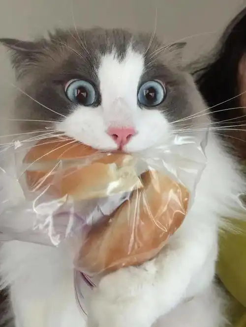  担心猫咪只吃猫粮营养不良这7种辅食营养又好吃,猫咪长得快