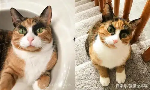  喵界韩美娟,这是我见过最有正义感的猫了,没有之一