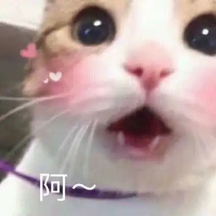  小猫咪凶巴巴表情包我不是你最爱的小猫咪了吗