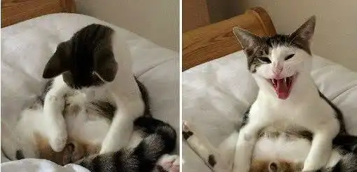  给猫咪做绝育后拍照发朋友圈,顿时就炸了,网友傲人的e罩杯